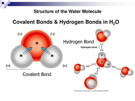 Water Covalent Bonds Each Water Molecule Consists Of