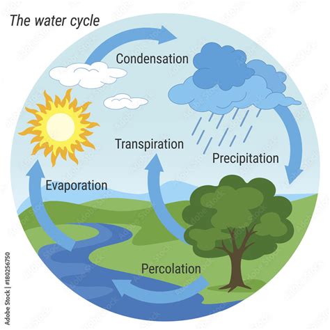 Water Cycle Vector Schematic Representation Of The Water Cycle In