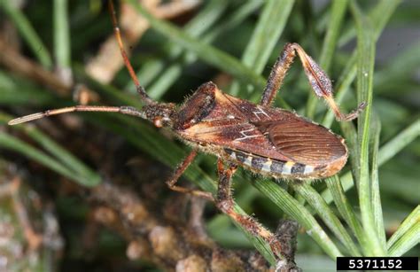 Western Conifer Seed Bug Facts