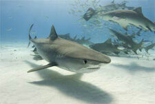 5 Shark Food Sources