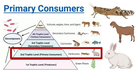 Primary Consumers Definition