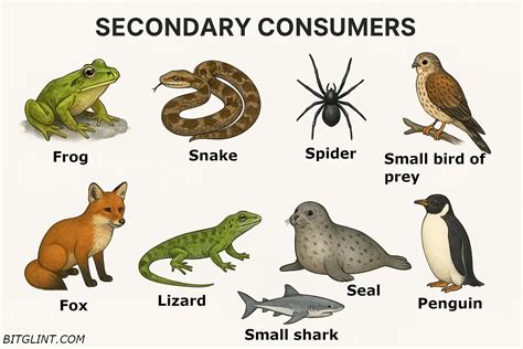 5 Secondary Consumers