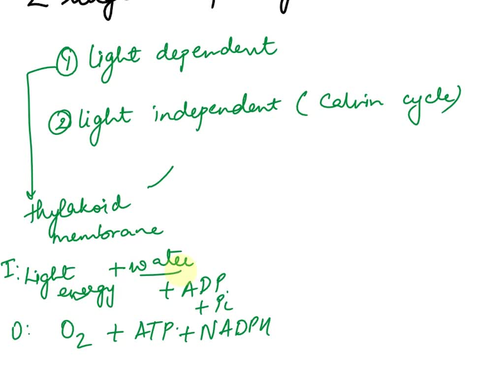 What Are The 2 Parts Of The Photosystem