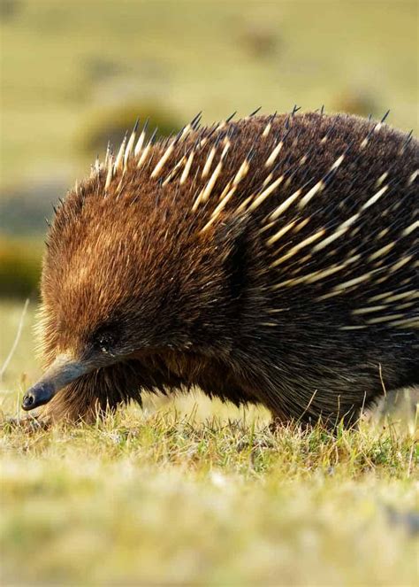 What Are The 5 Mammals That Lay Eggs