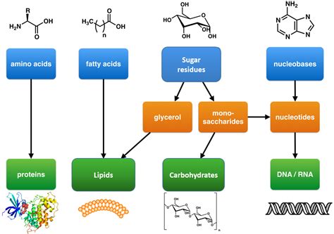 5 Macromolecule Building Blocks