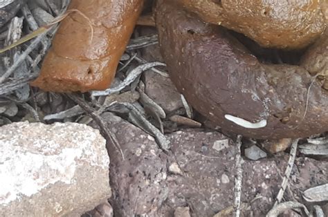 What Are White Things In Dog Poop