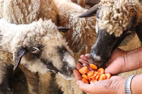 7 Foods Sheep Eat