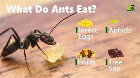 What Do Ants Eat Fascinating Look Into Diet All About Wildlife