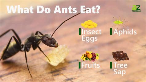 What Do Ants Eat
