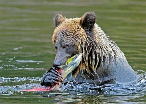 5 Foods Bears Eat