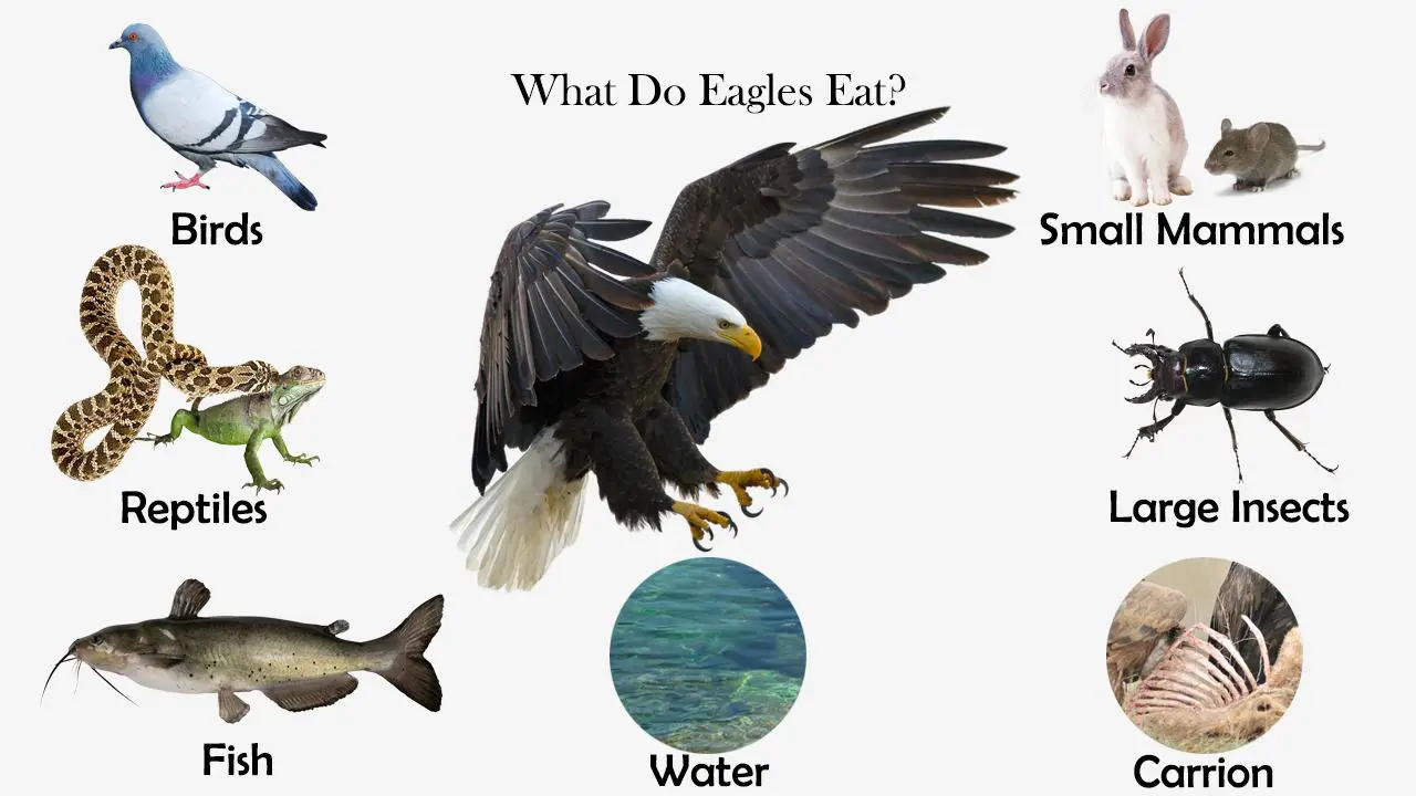 What Do Eagles Eat Feeding Nature