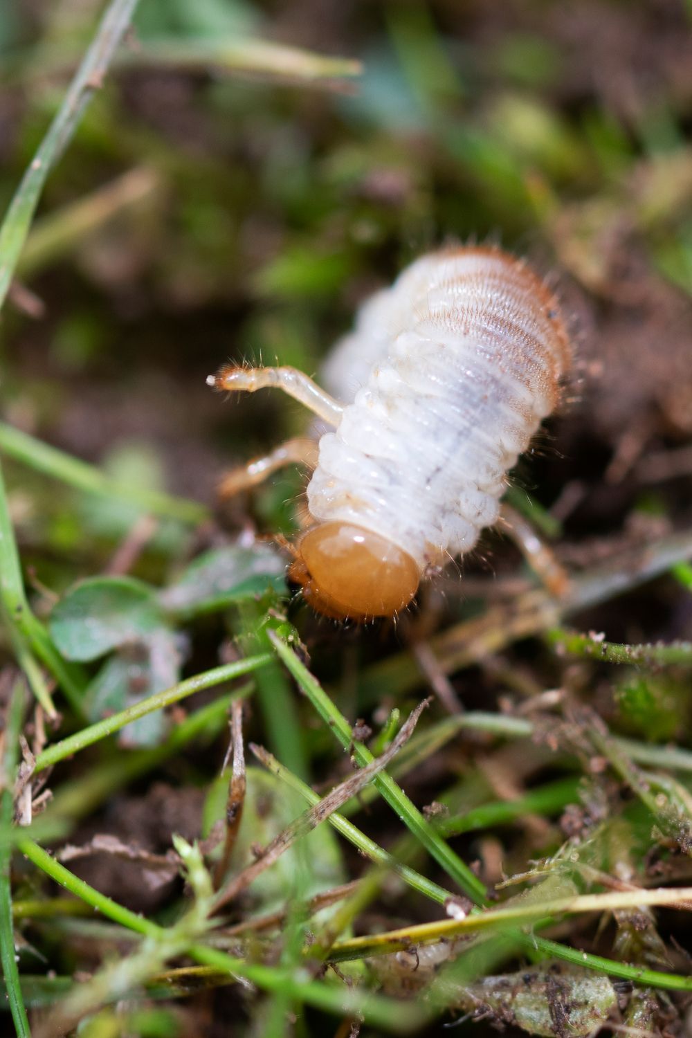 What Do Flies Eat 10 Tips To Get Rid Of Them