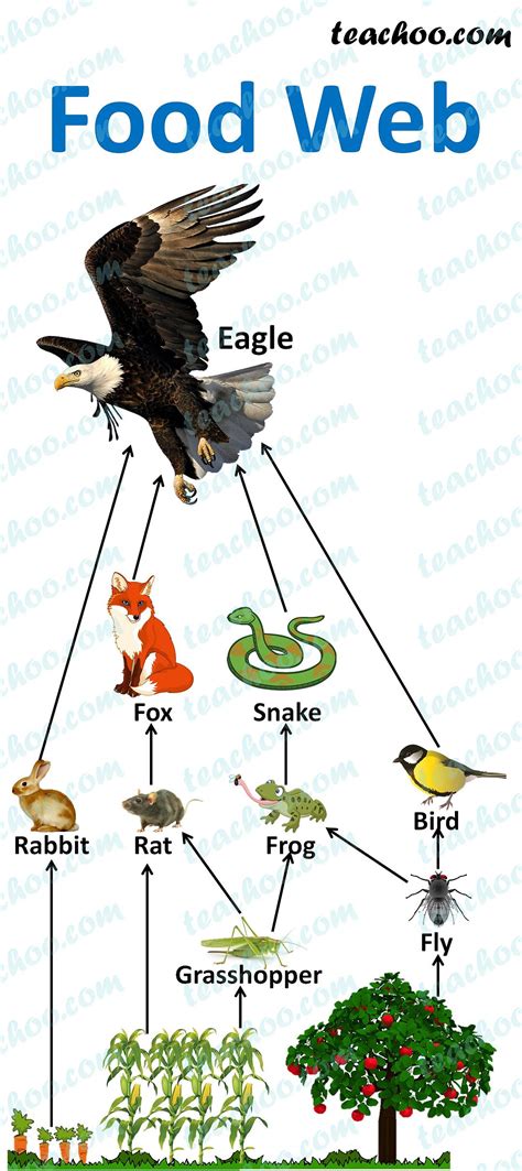 What Do Food Webs Show