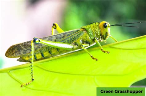 5 Foods Grasshoppers Eat