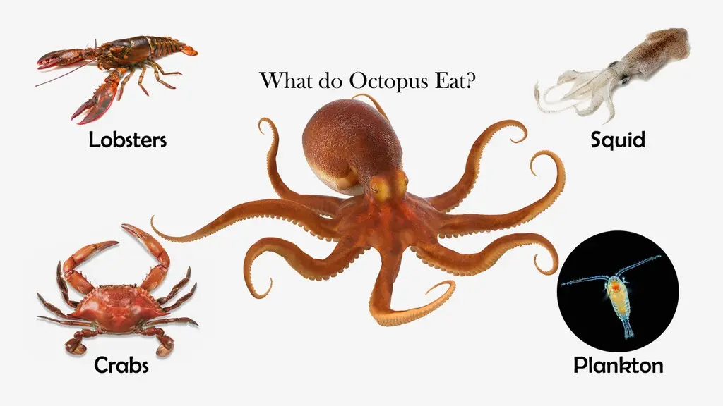 Octopus Food and Diet