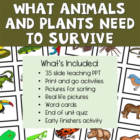 Plants and Animals Basic Needs