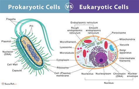 Prokaryotes and Eukaryotes Shared Traits