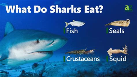 Sharks Eat Variety Food