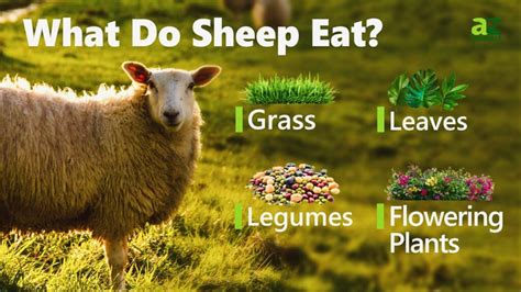 What Do Sheep Eat 15 Foods In Sheep S Diet A Z Animals