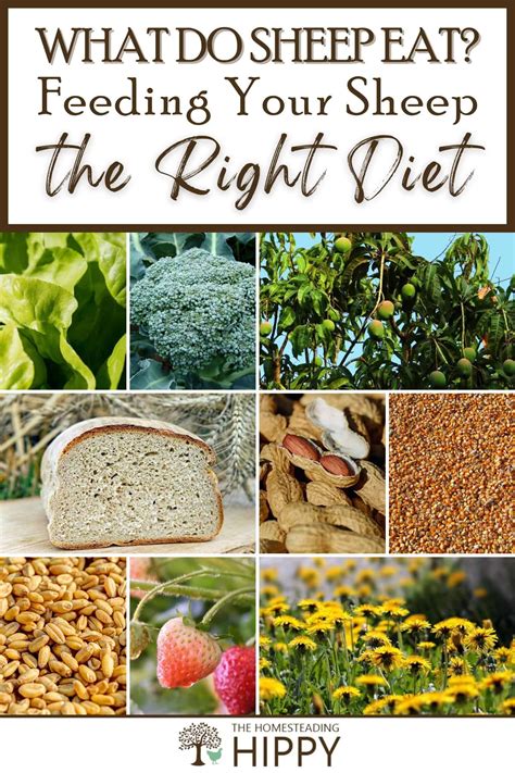 What Do Sheep Eat A Complete List Of Sheep Food