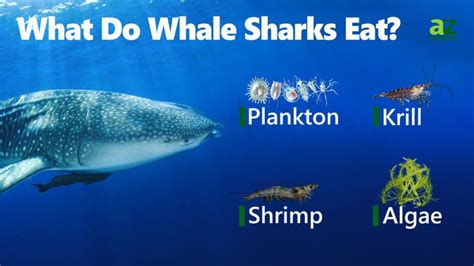 What Do Whale Sharks Eat Dutch Shark Society