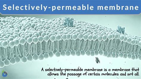 Selectively Permeable Membrane Meaning