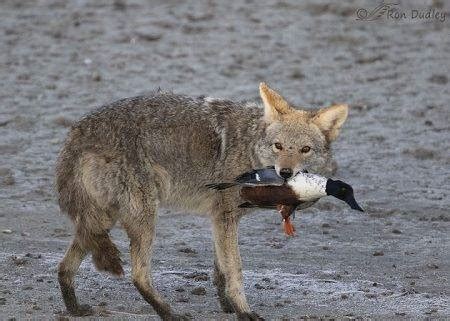 What Eats Ducks A Comprehensive Look Into The Predators And Natural