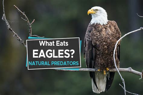 What Eats Eagles