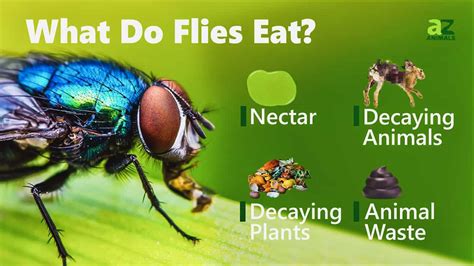 What Eats Flies What Do Flies Eat What Eats