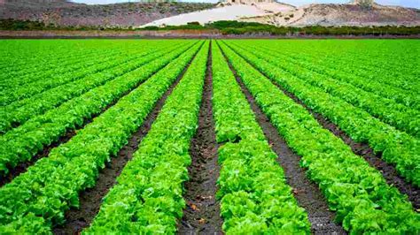 5 Cash Crop Benefits