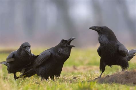 5 Ways Ravens Flock