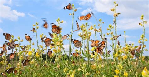 5 Ways Butterflies Gather