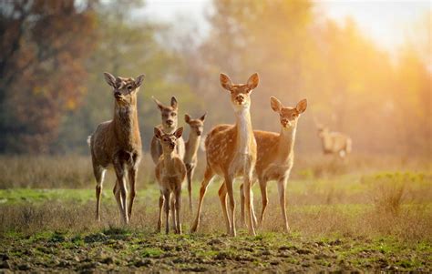 5 Ways Deer Gather