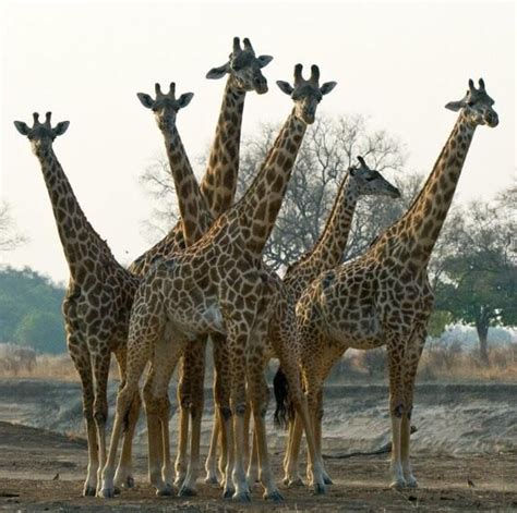 What Is A Group Of Giraffes Called Similar But Different In The