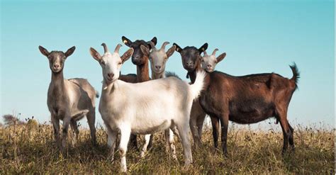 Group Of Goats Called