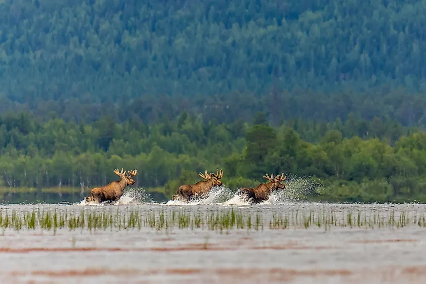 What Is A Group Of Moose Called Worldatlas