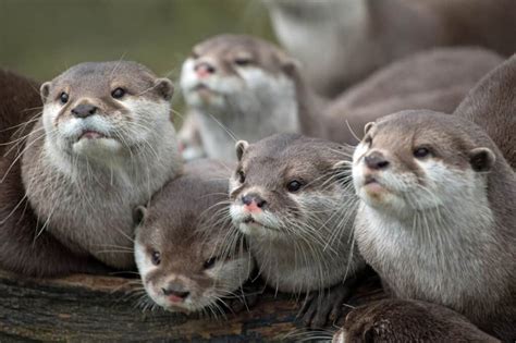 5 Otter Group Names