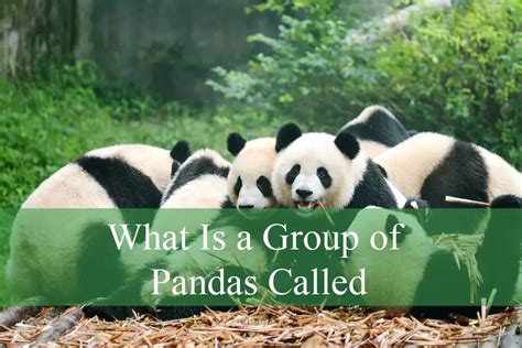 5 Facts About Pandas
