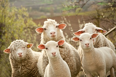 What Is A Group Of Sheep Called Sheep Collective Nouns Online