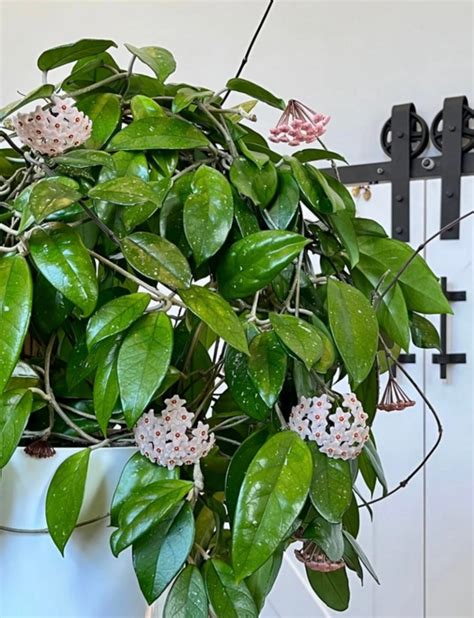 What Is A Hoya Plant Plant Ideas