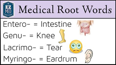 What Is A Medical Root Word At Gabriel Basser Blog