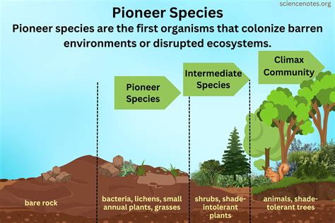 5 Pioneer Species Facts