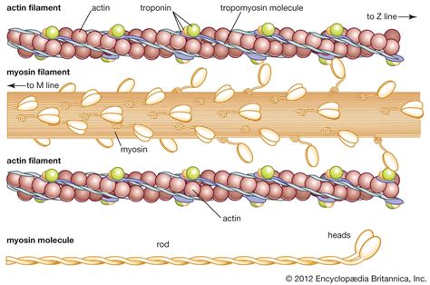What Is Actin Myosin
