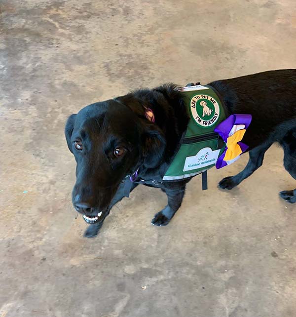 What Is Epilepsy In Dogs Is My Dog Epileptic