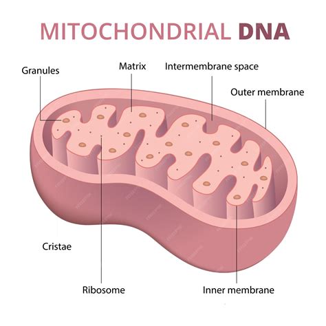 What Is Mitochondrial Dna With Pictures