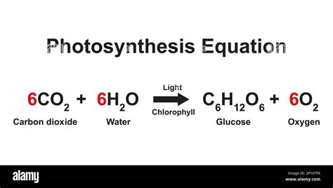 6 Ways Photosynthesis Works