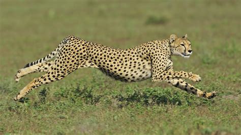 Top 5 Fastest Animals