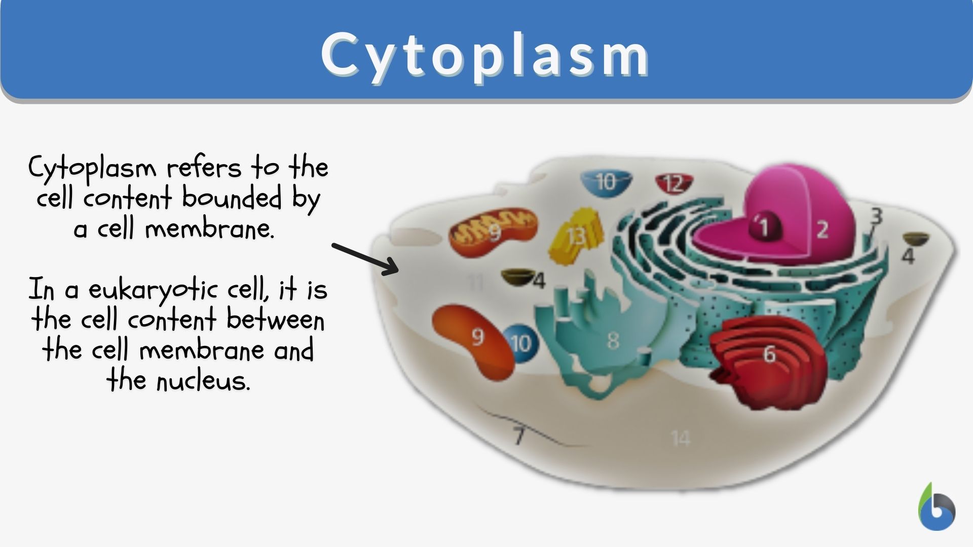 5 Cytoplasm Functions