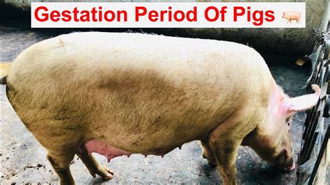 What Is The Gestation Period For A Pig