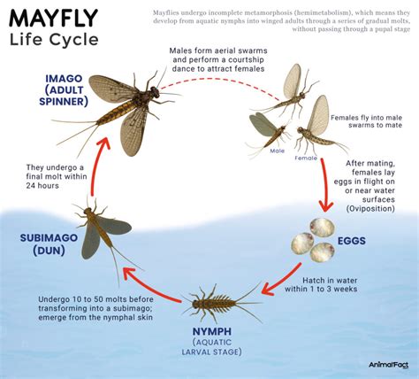 What Is The Lifespan Of A Mayfly The Brief Life Cycle